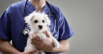 What qualifications should my vet have?