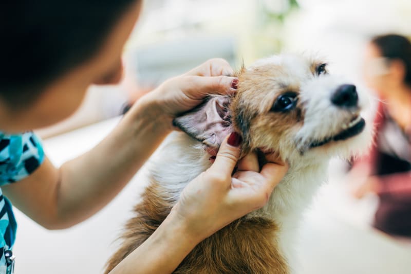 Ear Infections In Dogs Argyle Vets