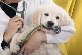 How often should your pet see a veterinarian?