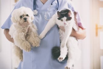 What is the difference between pet insurance and a pet wellness plan?