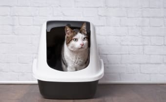 Ways to Help Your Constipated Cat