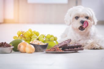 A List of Toxic Foods for Dogs