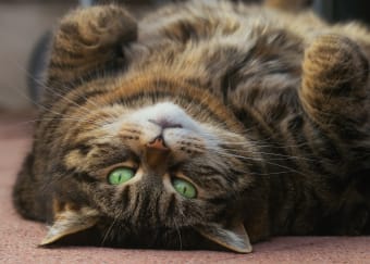 Is Your Cat Overweight? The Signs & What to Do