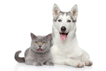 How Often You Should Brush Your Cat or Dog's Teeth