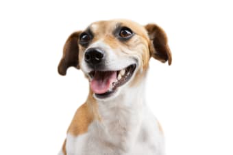 Why Is Pet Dental Care Important?