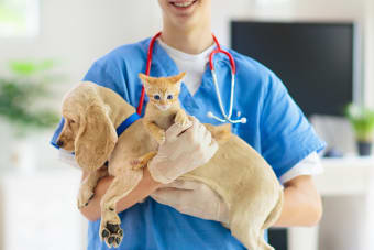 What to Expect at the Veterinarian's Office