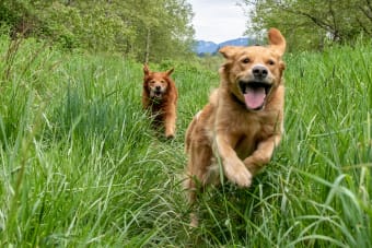 Protecting Your Pet (And Your Family) From Ticks