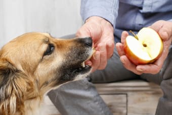 What Fruits Are Safe For My Dog And What Isn't Safe?