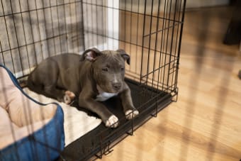 Crate Training 101: How To Stop Whining In Dogs