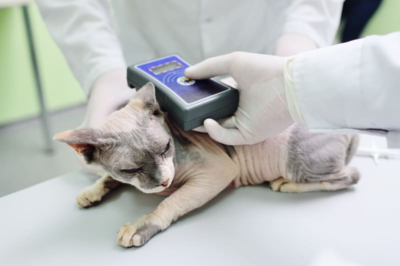 Should I microchip my cat? Charlotte Vets