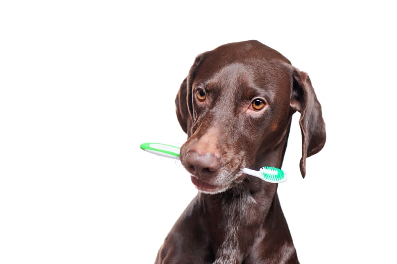 Dog Dental Care How to Clean a Dog's Mouth Tumwater Vet