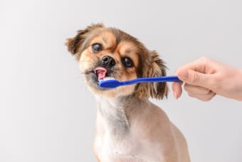 Why You Should Have Your Dog's Teeth Cleaned