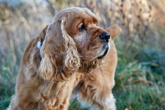 Tracheobronchitis & Chronic Bronchitis in Dogs