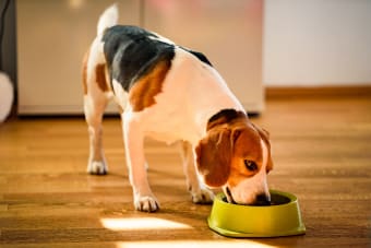 Best Dog Food for Senior Dogs