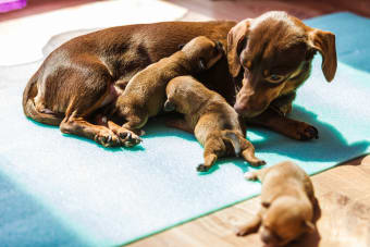 Is Your Dog Pregnant? Signs & What To Do