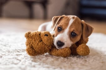 Canine Parvovirus - What You Need to Know