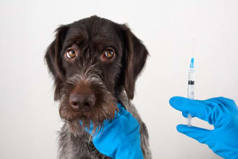 Possible Side Effects Of The Bordetella Dog Vaccine