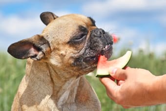 Is it safe for my dog to eat fruit?