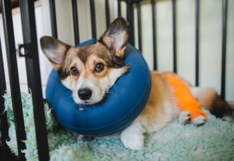 How am I Able to Help my Dog After Surgery?