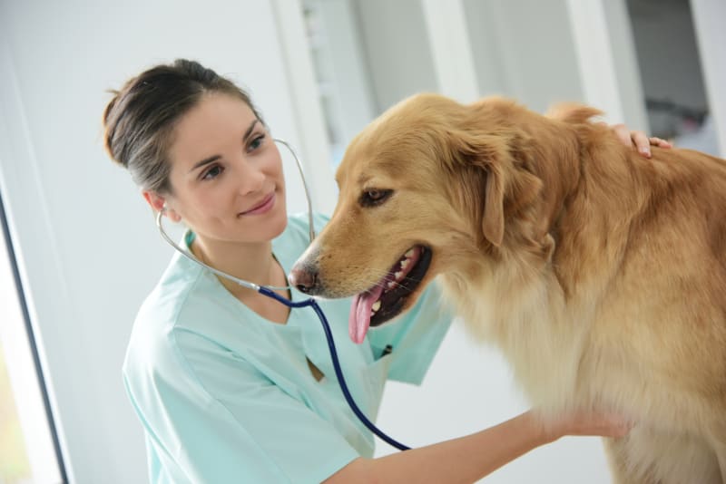 how much are checkups for dogs