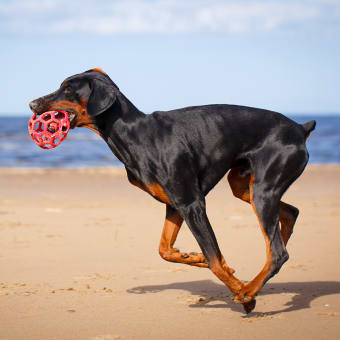 Effective Treatment Options for Joint Pain in Dogs