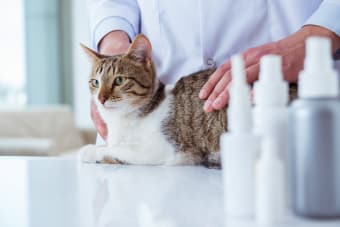 Routine Vet Exams: Why Are Regular Veterinary Checkups Important?