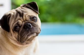 How to Stop Diarrhea in Dogs