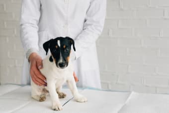 Signs of Joint Pain in Dogs: Types, Causes and Treatment