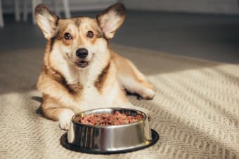 Best Foods for Dogs with Allergies