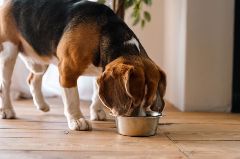 Best Food For Dogs With Allergies Thornton Vet Best Food For Dogs With Allergies Thornton Vet
