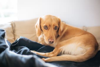 Joint Pain in Dogs - Signs, Causes & Treatment