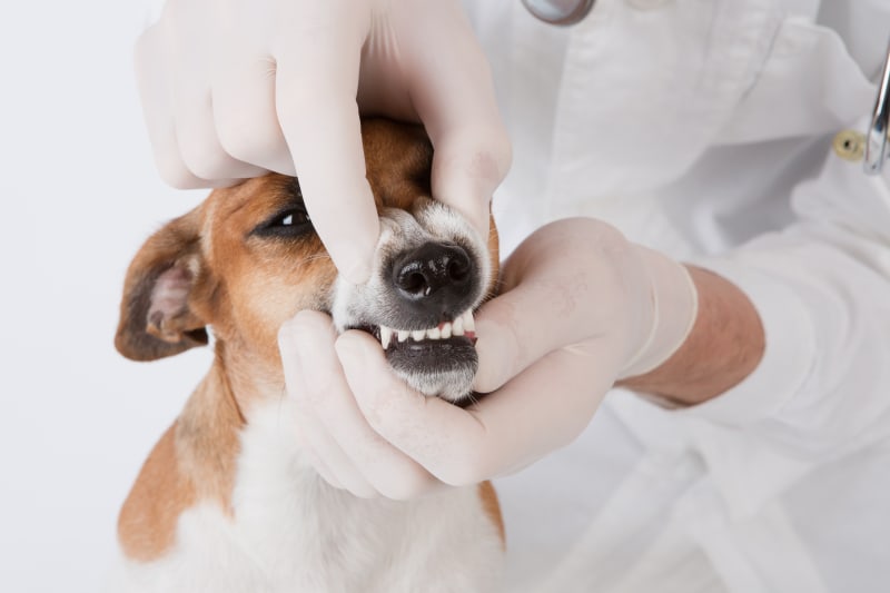 Dog Dental Care | West Chester Vets