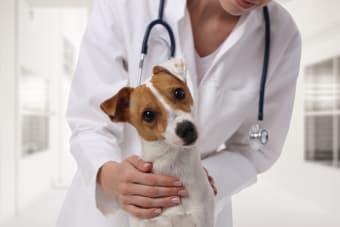 How often should I take my dog to the vet?