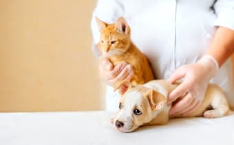 Common Conditions Found At A Puppy or Kitten's First Appointment