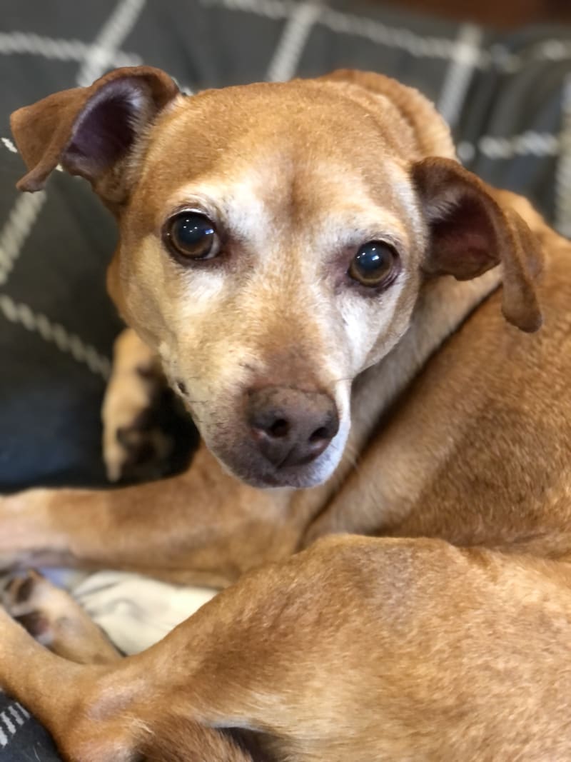 Lowe Available for Adoption Pets Alive Niagara