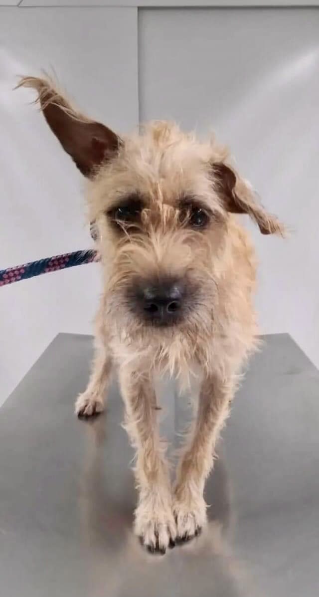 Mani | Available for Adoption | Pets Alive Niagara