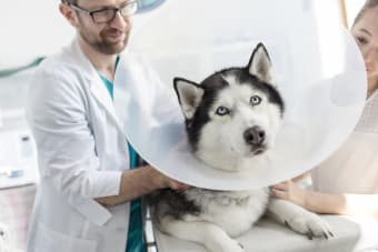 Managing Dog Pain After Neutering