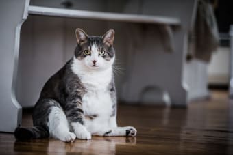 Is My Cat Overweight? How to Tell and What to Do