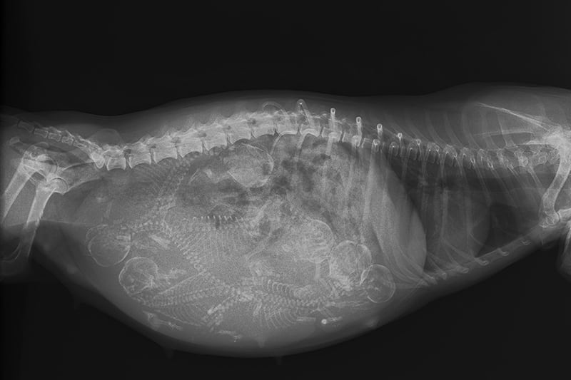 Dog Pregnancy How Long Are Dogs Pregnant Thomasville Vet