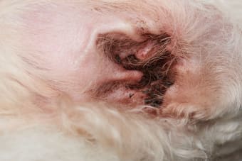 Inner Ear Infections in Dogs