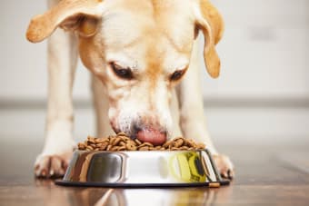 Signs of Intestinal Blockage in Dogs