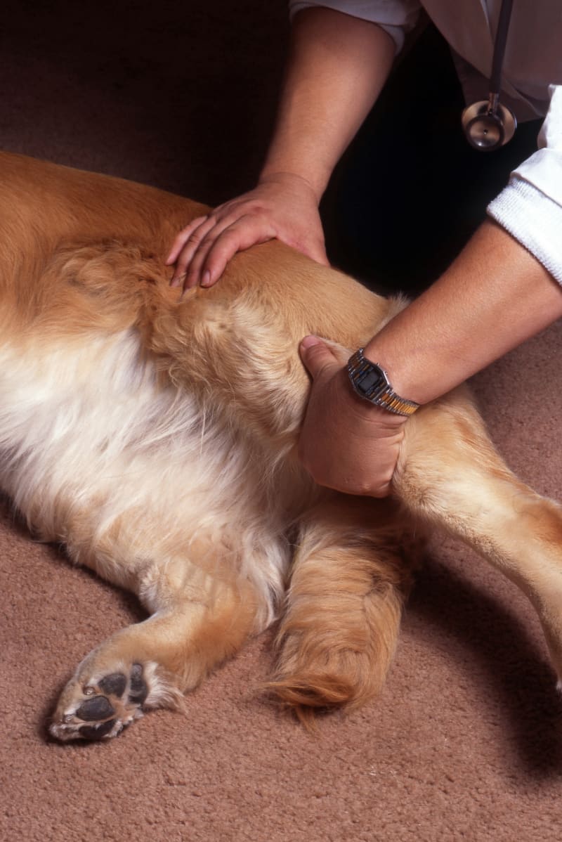 Dog Joint Pain: Signs and Symptoms| White Settlement Vets