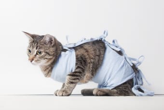 How to Help Your Cat Recover After Surgery