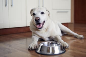 Best Food for Senior Dogs