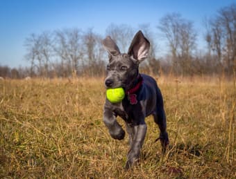 How to Tell if Your Dog is Overweight