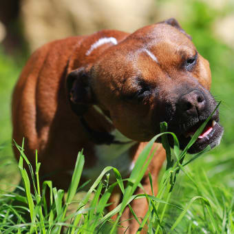 My dog eats everything off the ground! Why?