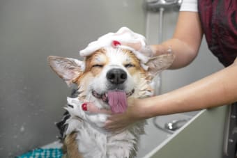 How Often Should I Bathe My Dog?