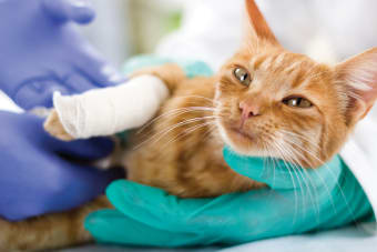 FHO Surgery on Cats