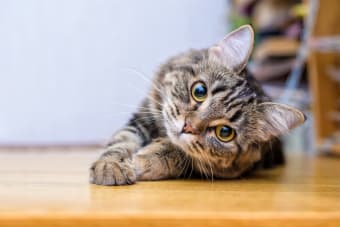 Cat Urinary Tract Infection & Treatment