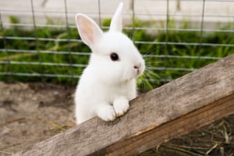 How Often Should you Take your Bunny to The Vet?